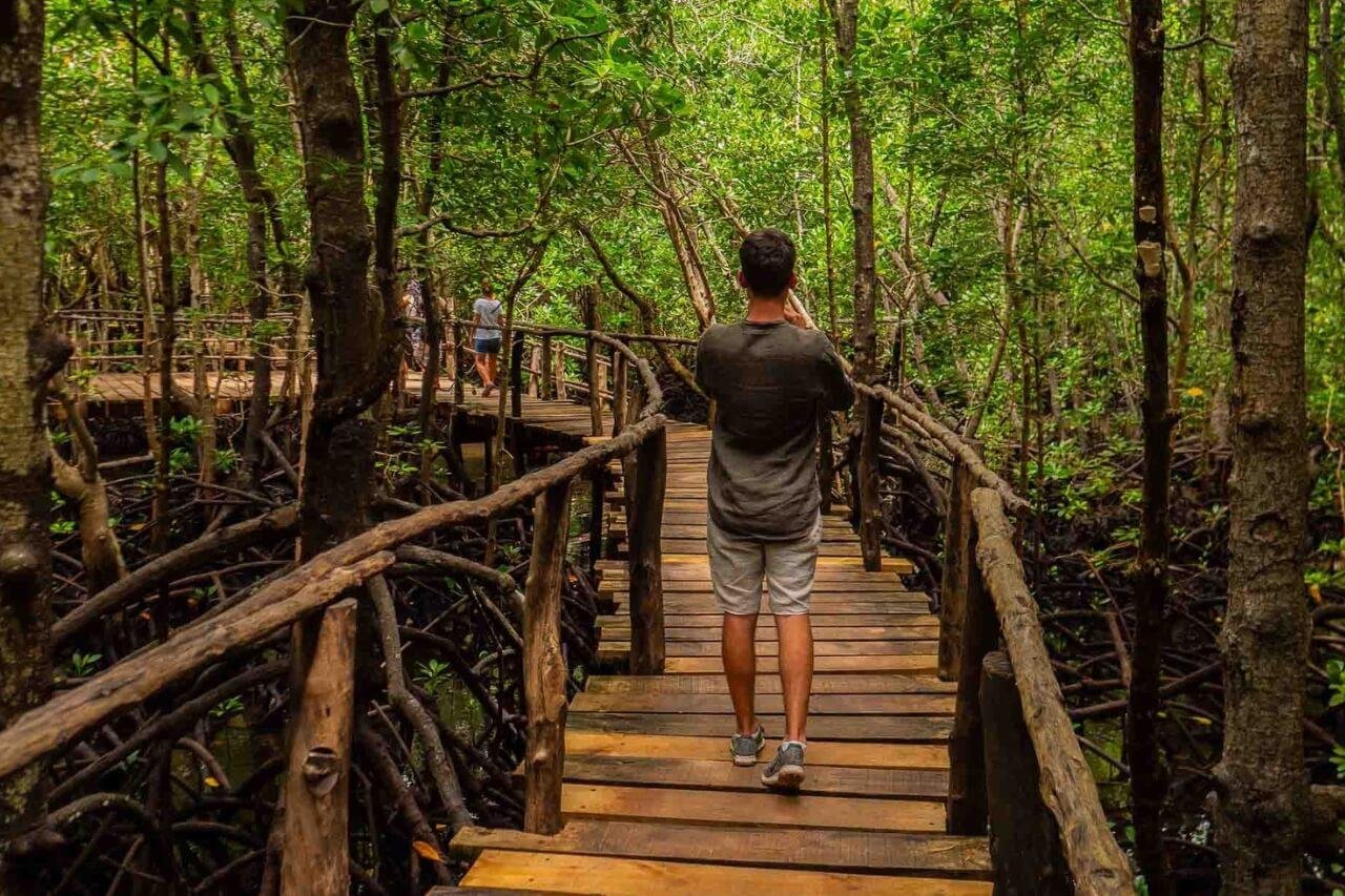 Jozani Forest & Red Colobus Monkey Tour