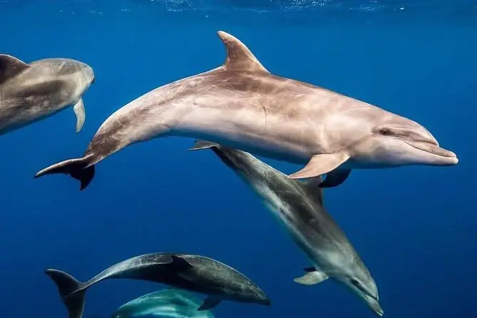 Kizimkazi Dolphin Watching & Swimming Tour