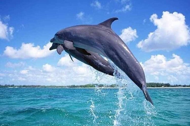 Mnemba Atoll Snorkeling & Dolphin Tour